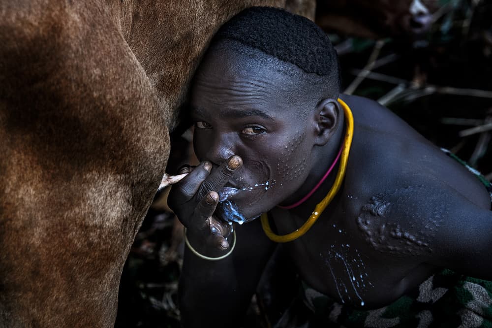 Dinka Man Milking Cow by Joxe Inazio Kuesta Garmendia — canvas wall art
