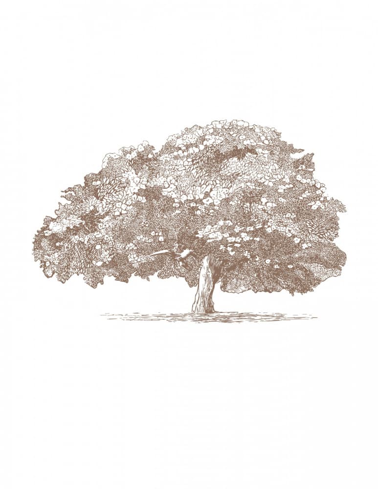 Big Tree in Brown Sepia by Katie O'Shea — canvas wall art