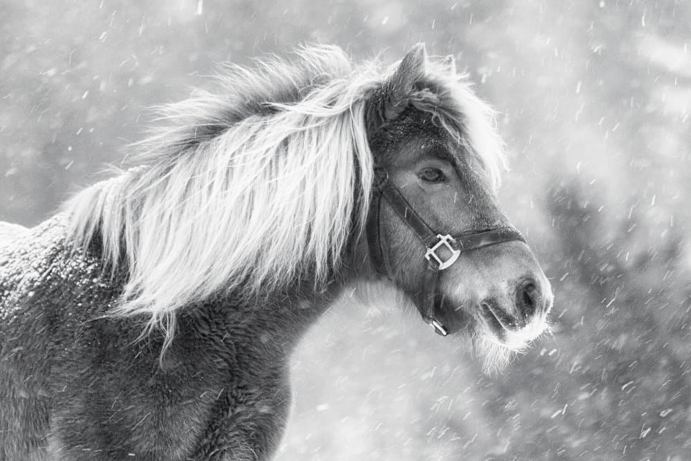 Majestic Winter Horse by Uschi Hermann — canvas wall art