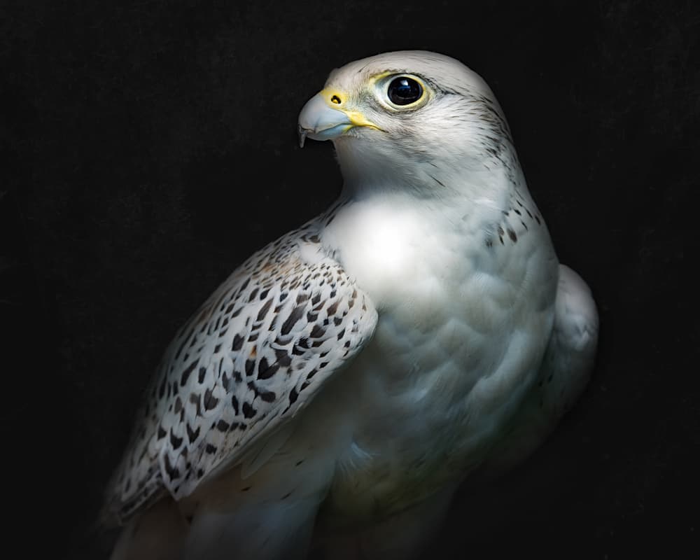 Majestic White Falcon by Santiago Pascual Buye — canvas wall art