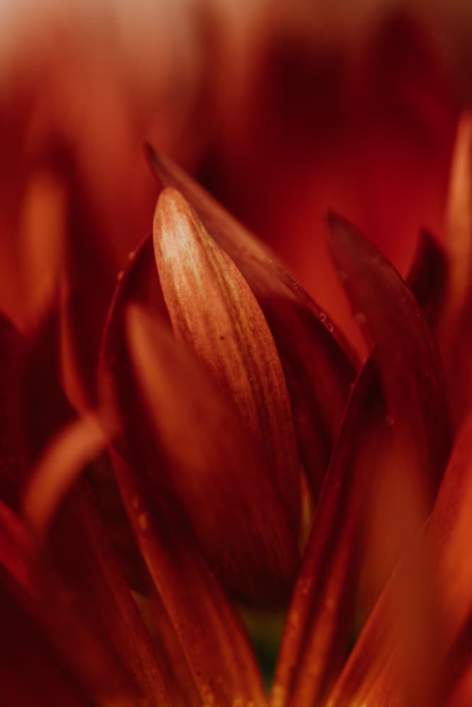 Soft Crimson Petals by Javier Pardina — canvas wall art
