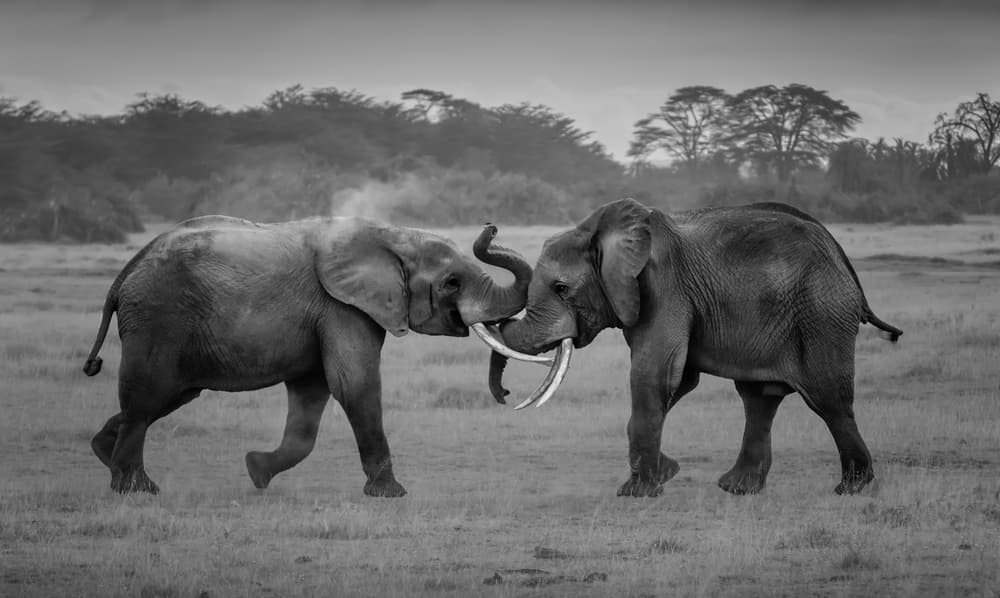 Elephants Play Dust by Leah Xu — canvas wall art
