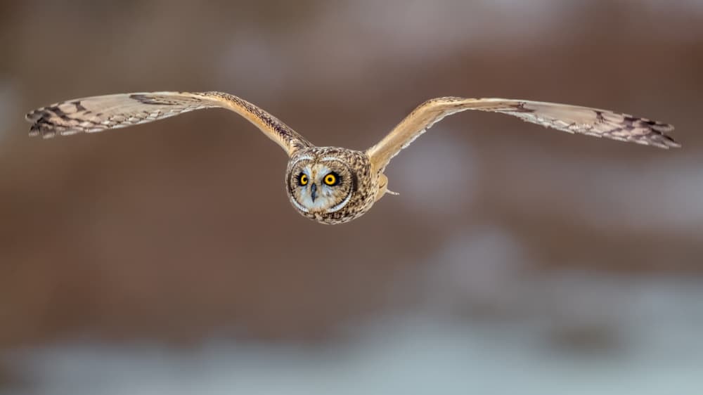 Short Ear Owl in Flight by Jun Zuo — canvas wall art