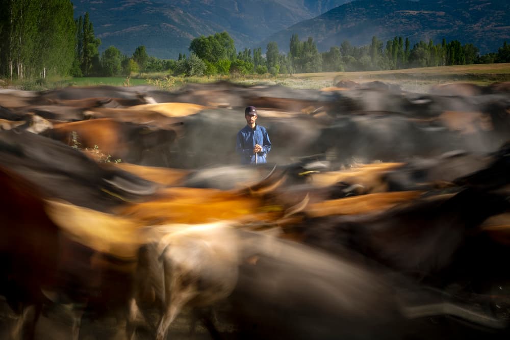 Boy Amidst Rushing Cattle by Zühdü Bilgin — canvas wall art