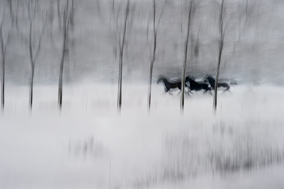 Winter Horses Running by Milan Malovrh — canvas wall art