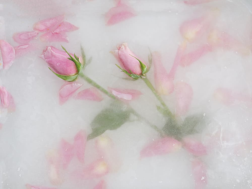 Frozen Pink Roses by Pedro Uranga — canvas wall art