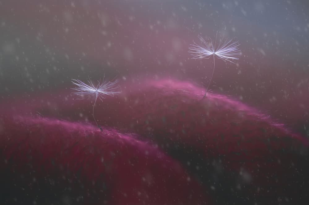 Dandelion Winter Dream by Catherine Wang — canvas wall art