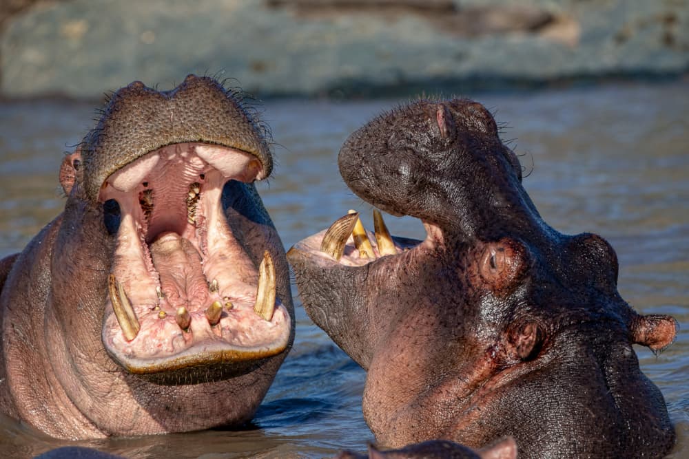 Hippos Open Wide by Alessandro Catta — canvas wall art