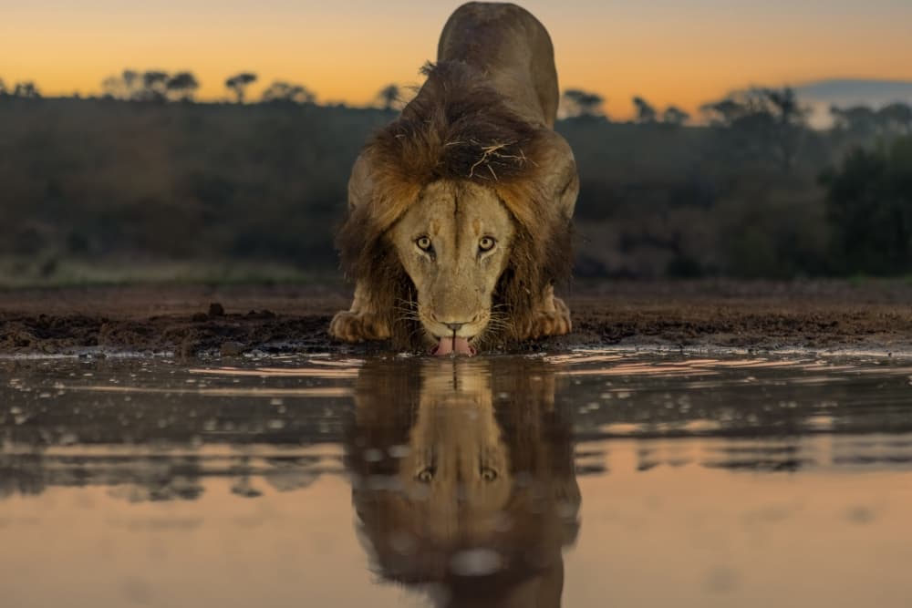 Majestic Lion Reflection by Jun Zuo — canvas wall art