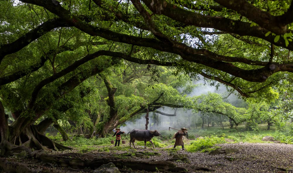 Water Buffalo Forest Path by Sally Widjaja — canvas wall art