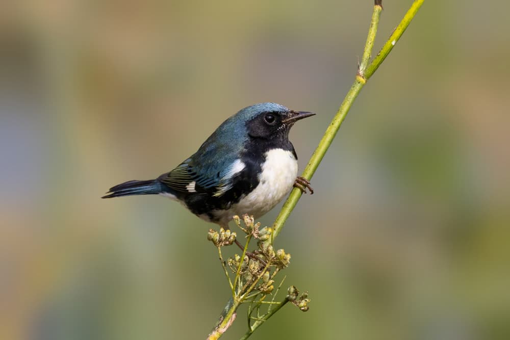Cerulean Warbler Perched by Bill Lu — canvas wall art