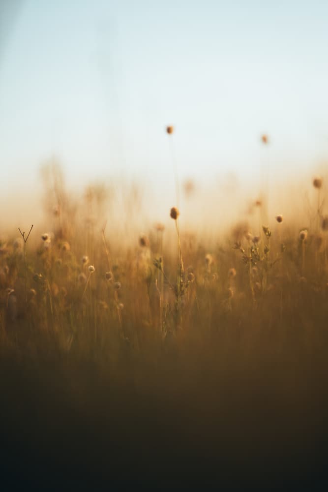 Dreamy Golden Meadow by Javier Pardina — canvas wall art