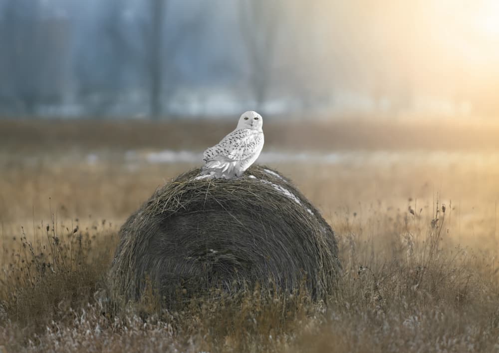 Majestic Snowy Owl by Larry Deng APA — canvas wall art