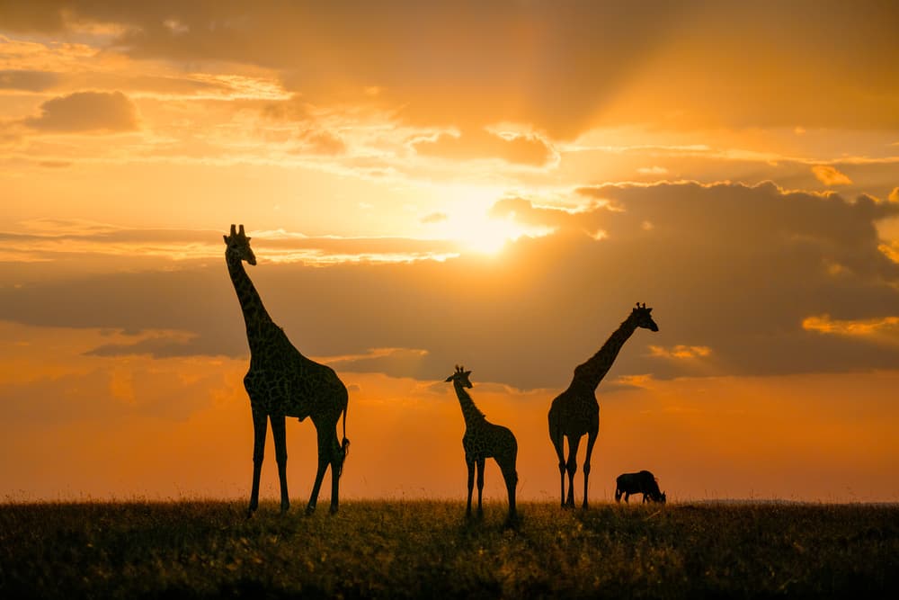 Safari Sunset Giraffes by John Fan — canvas wall art