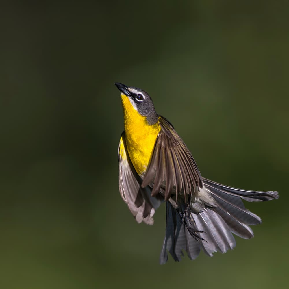 Flying Yellow Chat by verdon — canvas wall art