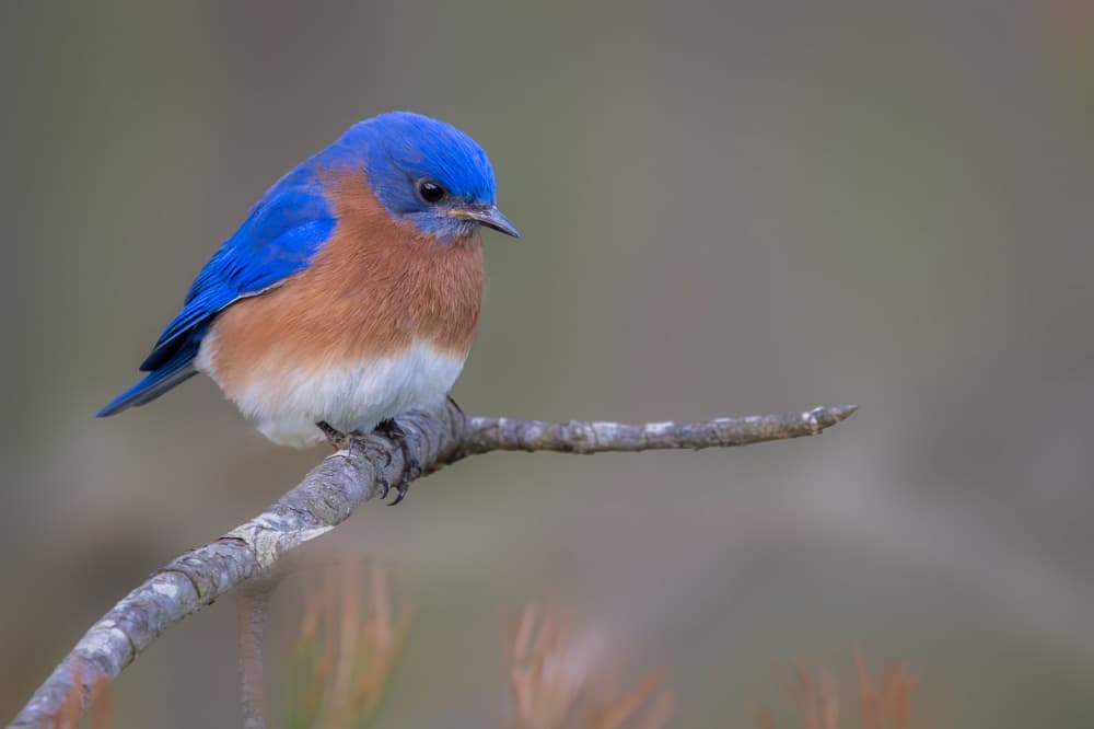 Eastern Bluebird Perched by ZY Zhang — canvas wall art