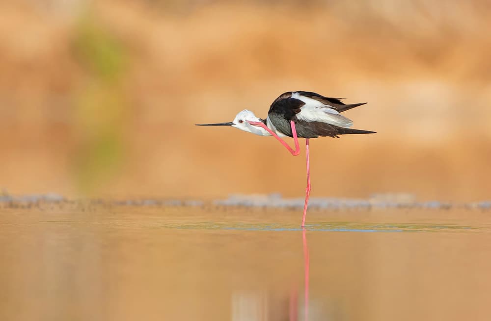 Elegant Stilt Preening by Shlomo Waldmann — canvas wall art