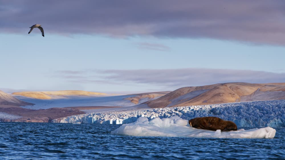 Arctic Walrus Resting by Som Prasad — canvas wall art