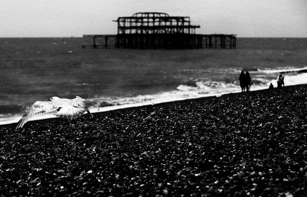 Seagull and Ruined Pier by Julien Oncete — canvas wall art