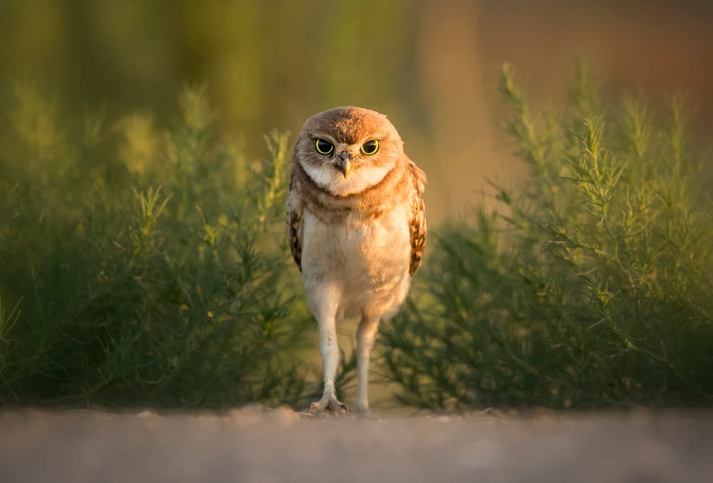 Watchful Little Owl by Fion Wong — canvas wall art
