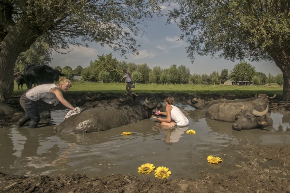 Muddy Buffalo Fun by Gert van den Bosch — canvas wall art