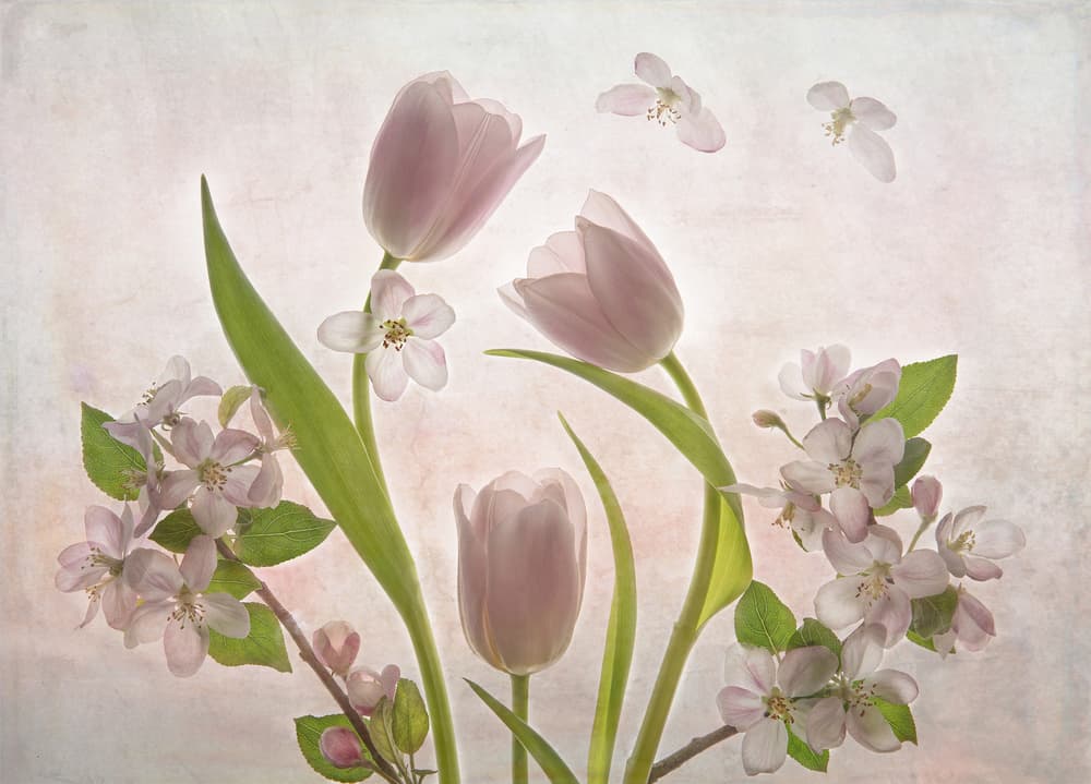 Soft Pink Tulips Blossoms by Catherine Wang — canvas wall art