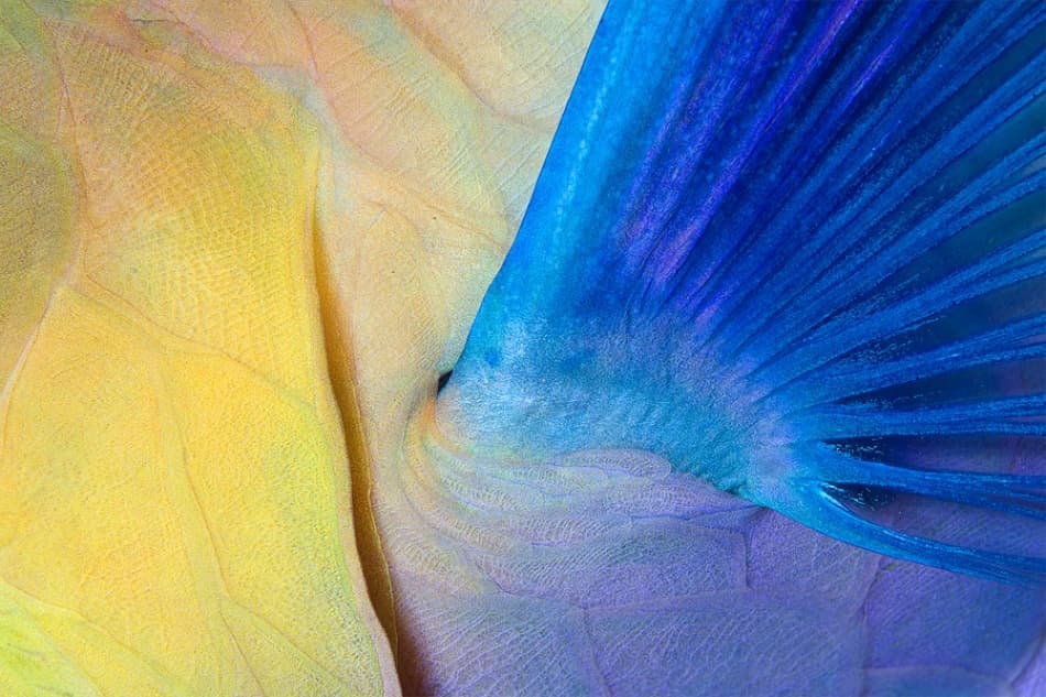 Vibrant Fish Fin by Andrey Narchuk — canvas wall art