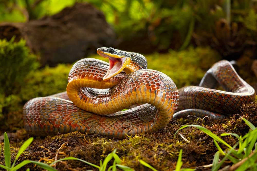 Vivid Coiled Snake by Milan Zygmunt — canvas wall art