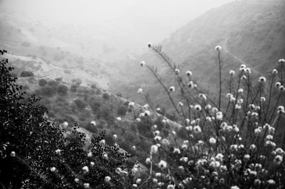 Misty Valley Thistles by Photolovers — canvas wall art