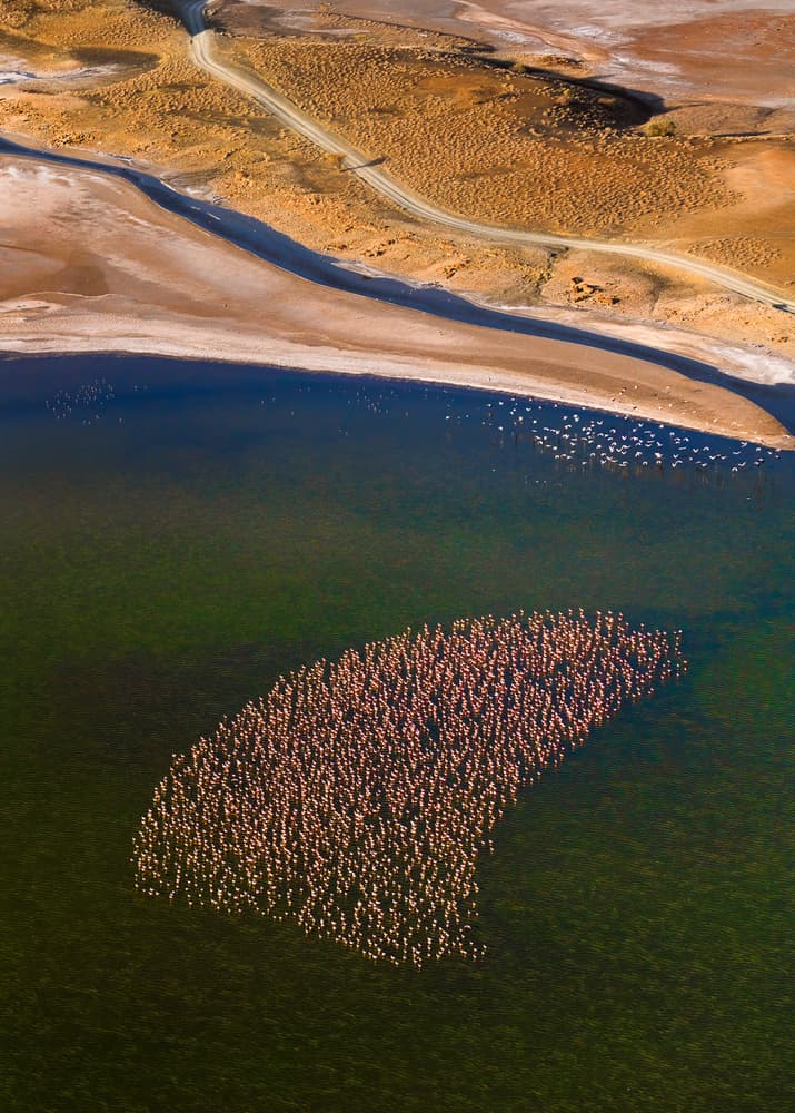 Pink Flamingo Lake by John Fan — canvas wall art