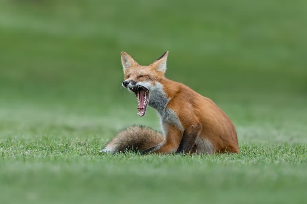 Yawning Red Fox by Donald Luo — canvas wall art
