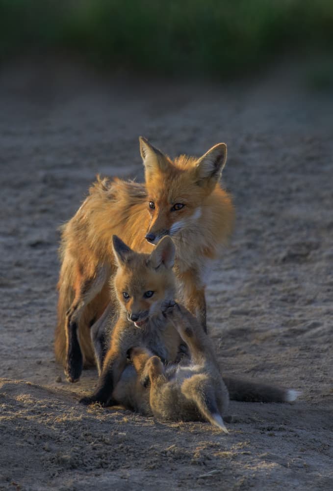 Playful Fox Family by Jenny Qiu — canvas wall art