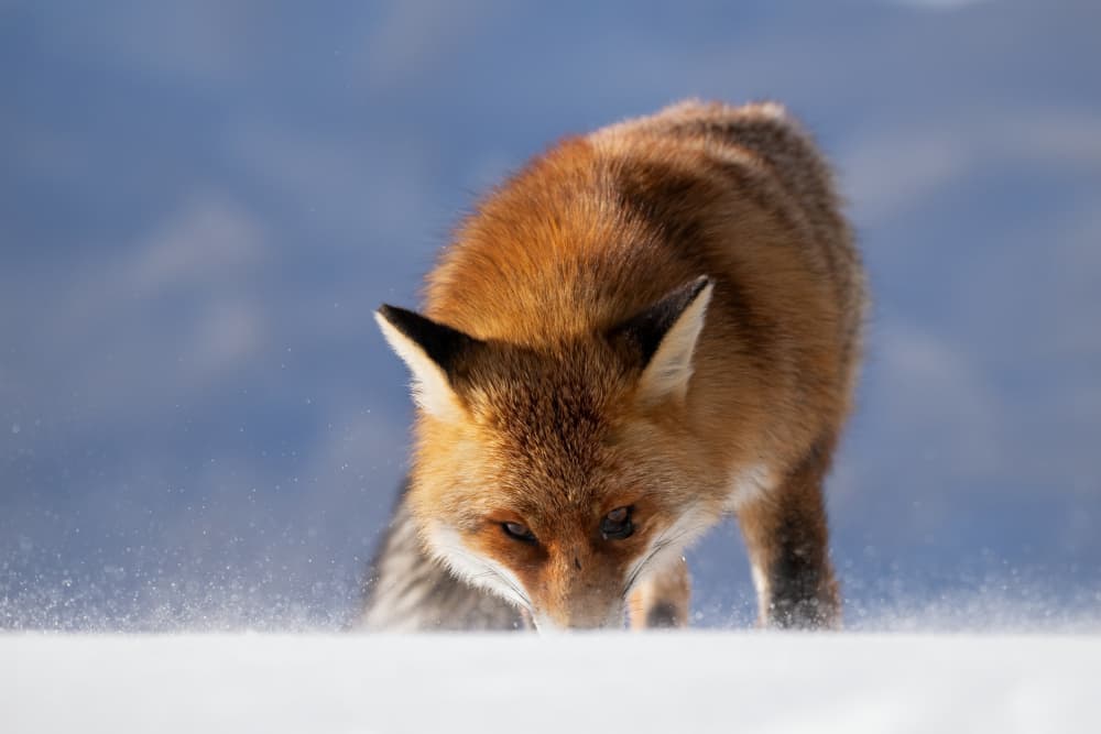 Winter Fox Searching by Paolo Bolla — canvas wall art
