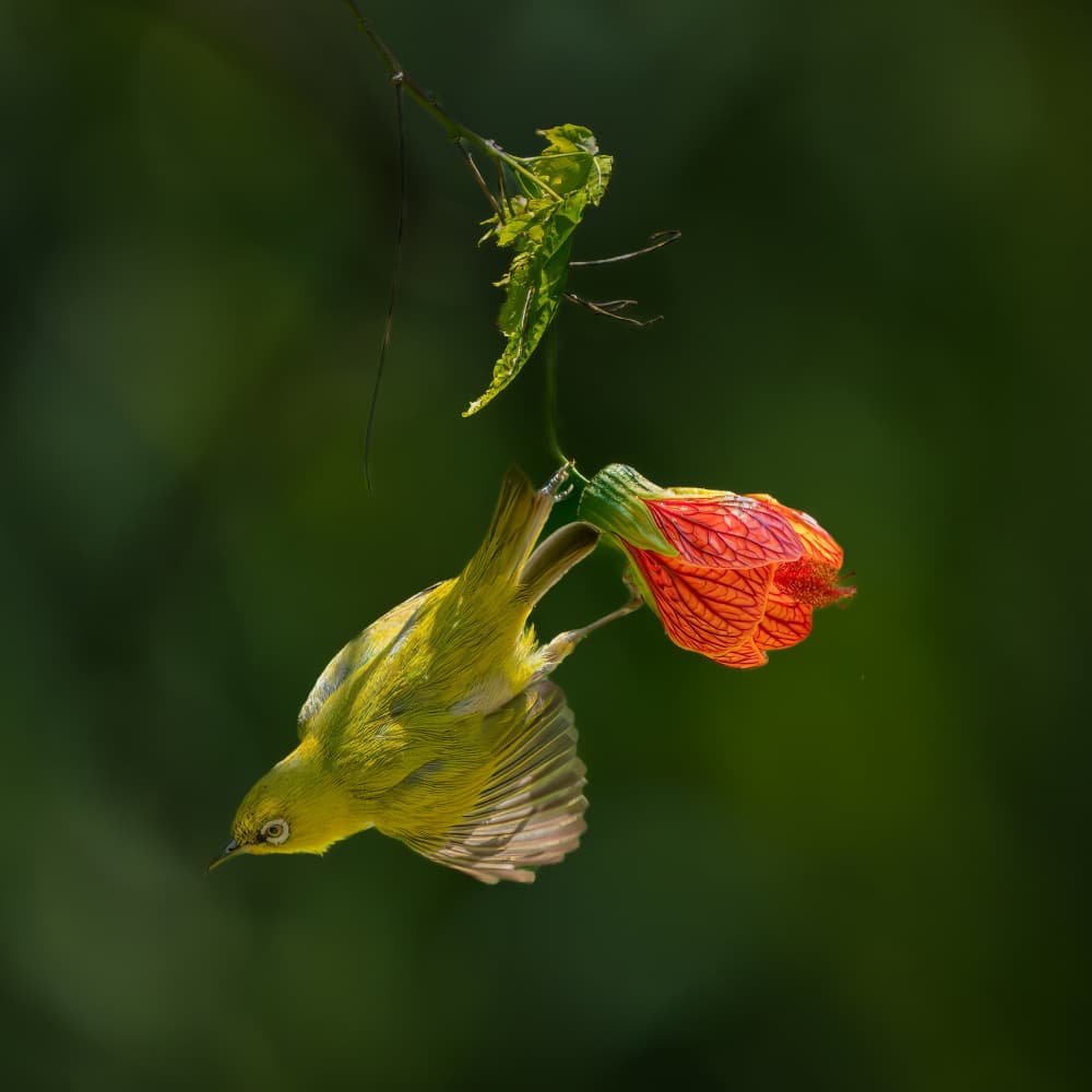 Delicate Bird Vivid Flower by Alex Li — canvas wall art
