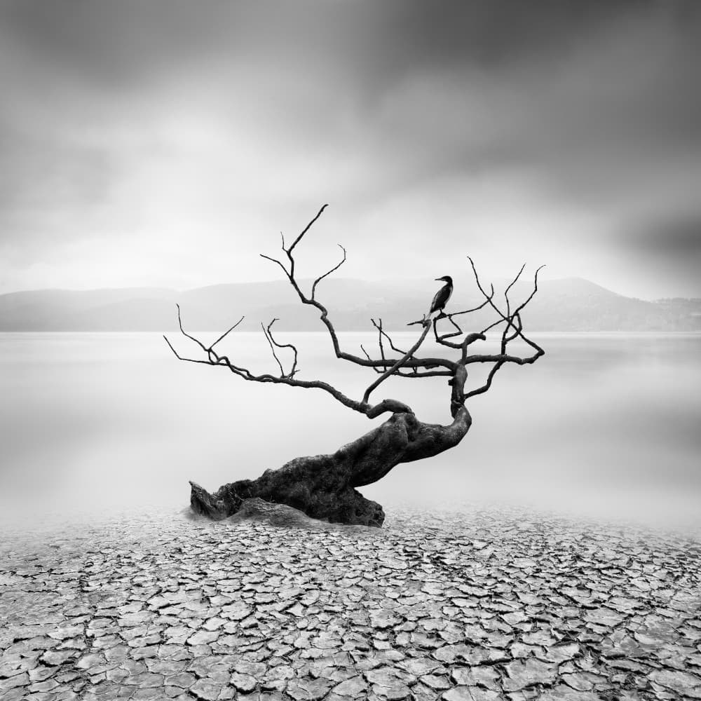 Solitary Bird Bare Tree by George Digalakis — canvas wall art