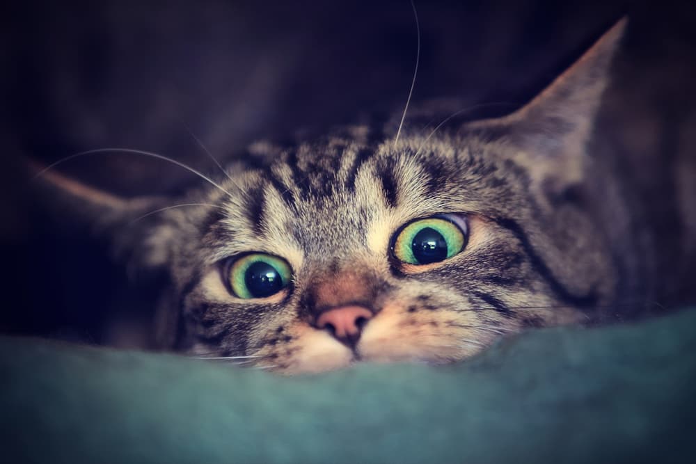 Alert Green Eyes by Antje Wenner-Braun — canvas wall art