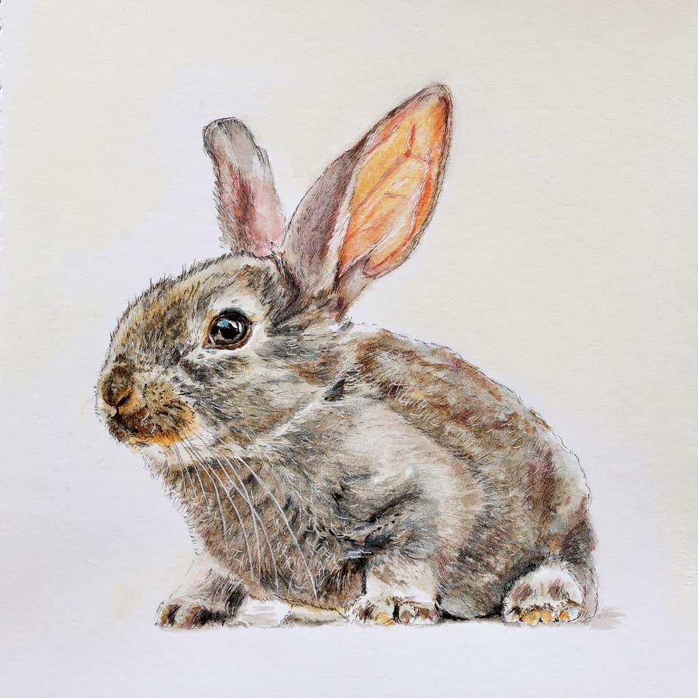 Cute Baby Bunny by Marina Kozyr — canvas wall art