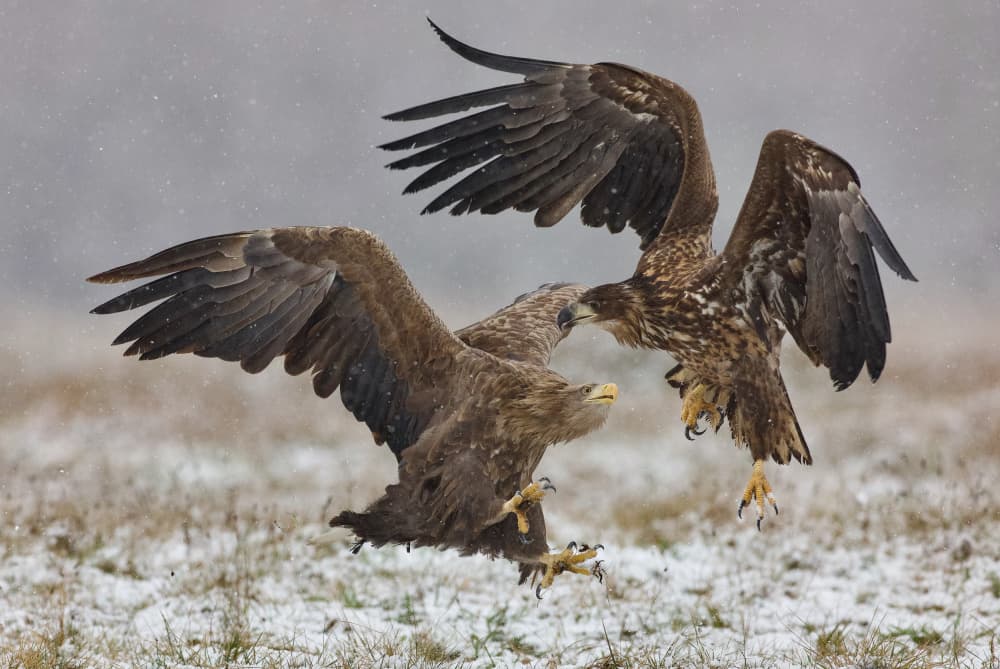 Eagles Clash Winter Battle by David Manusevich — canvas wall art