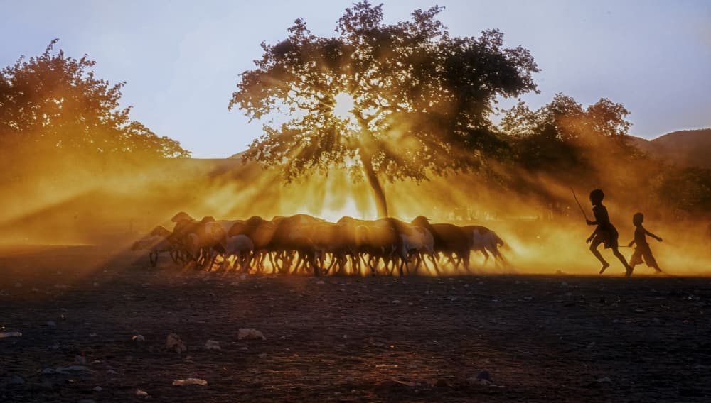 Children Herding Golden Sunset by Lisa D. Tang — canvas wall art