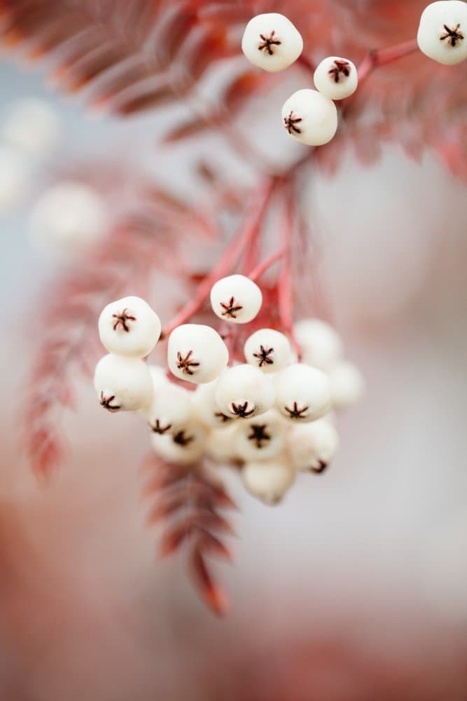 Soft White Berries by Pictufy Studio III — canvas wall art