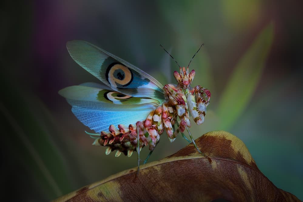 Vibrant Orchid Mantis by Jimmy Hoffman — canvas wall art