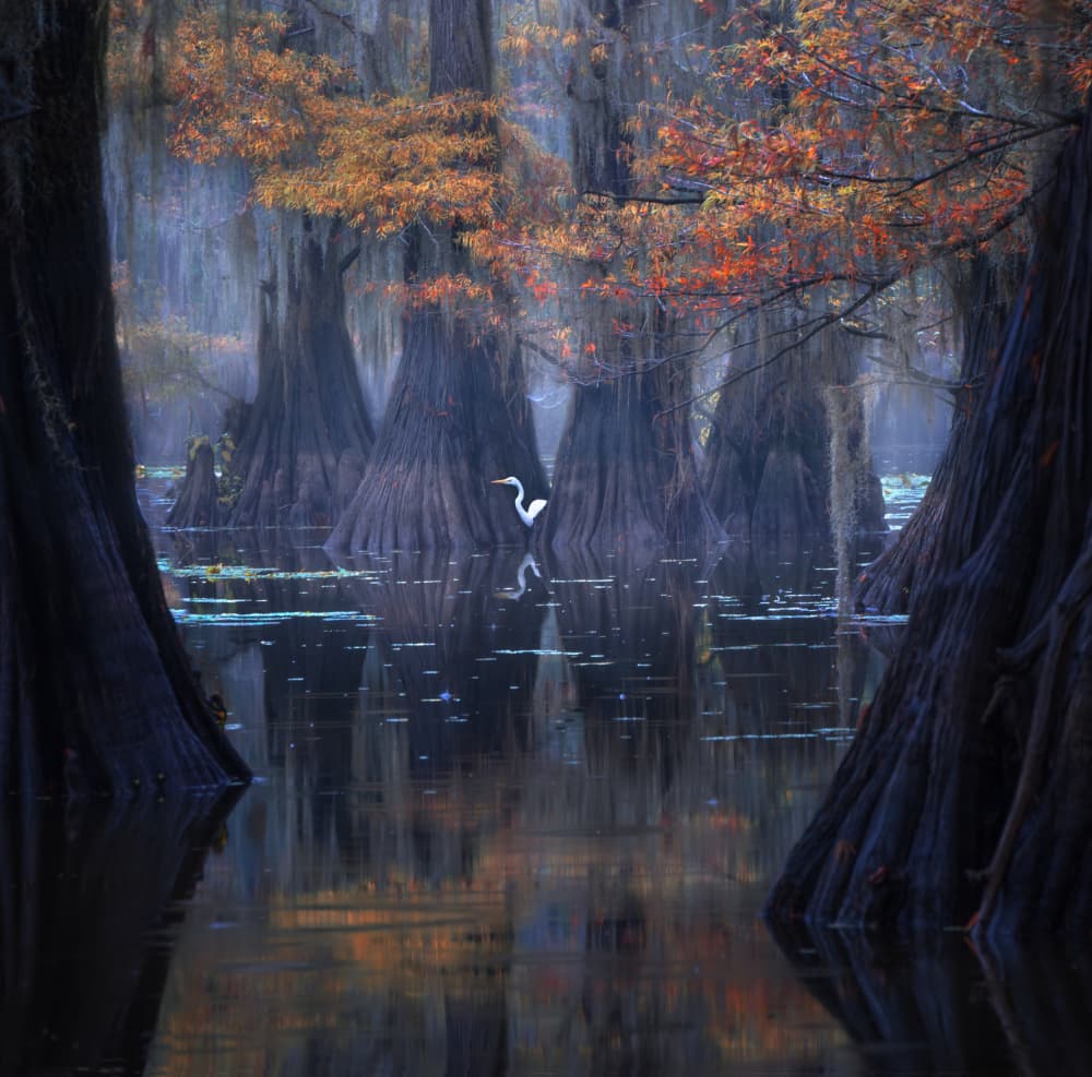 Autumn Cypress Egret by Ruiqing P. — canvas wall art