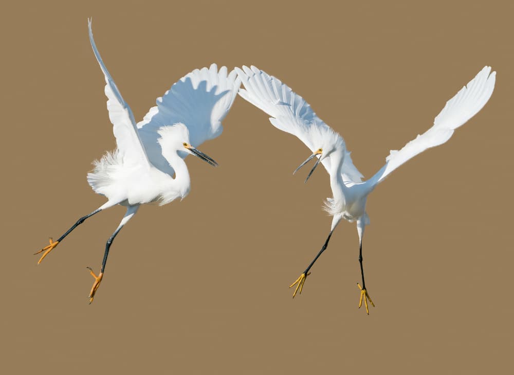 Dynamic Egret Flight by Alex Li — canvas wall art