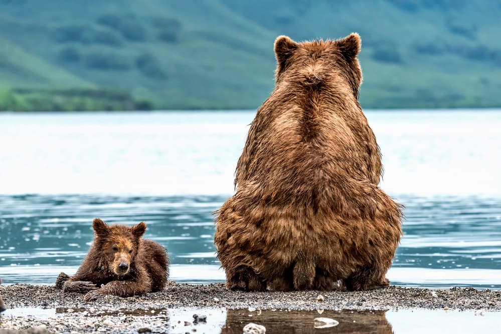 Bears By The Lake by Giuseppe DAmico — canvas wall art