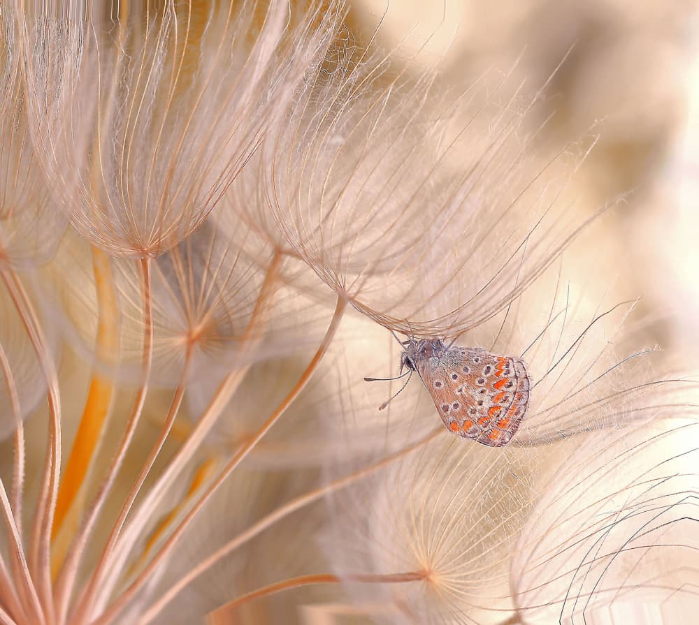 Delicate Seed Butterfly by Thierry Dufour — canvas wall art