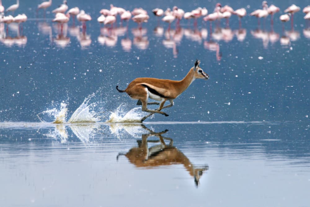 Running Gazelle Water Splash by Emma Allen-Rowlandson — canvas wall art