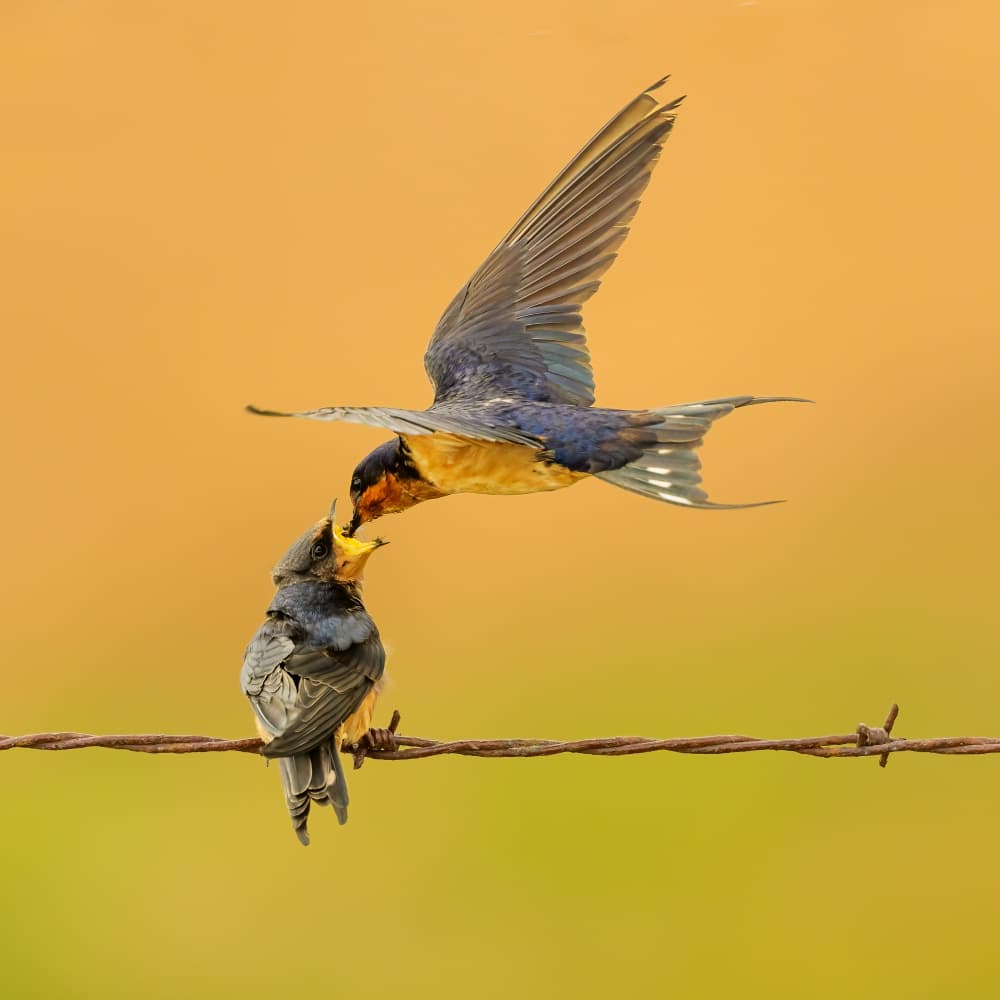 Barn Swallow Feeding Young by Moses Wang — canvas wall art