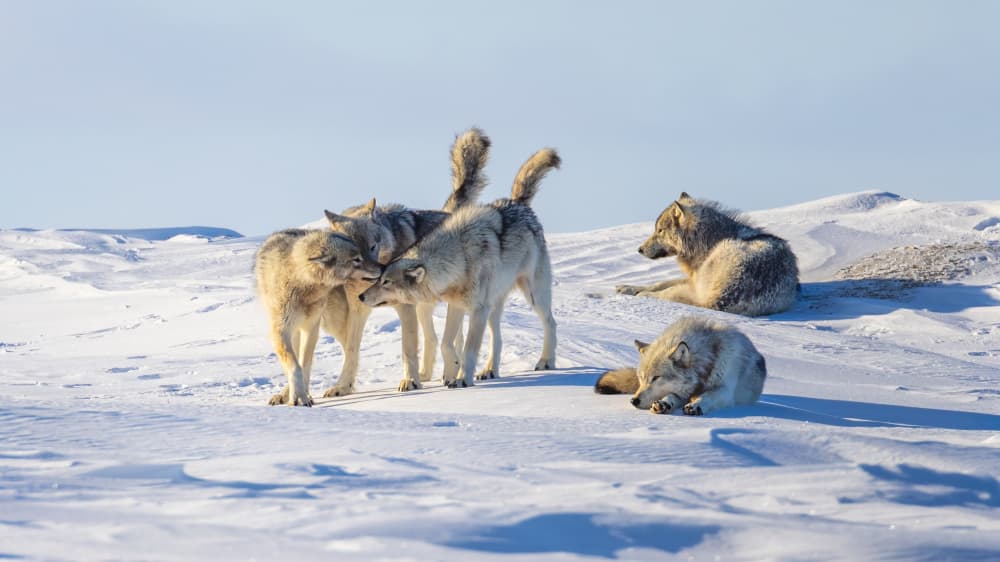 Winter Wolf Pack by Siyu_Wei APA — canvas wall art