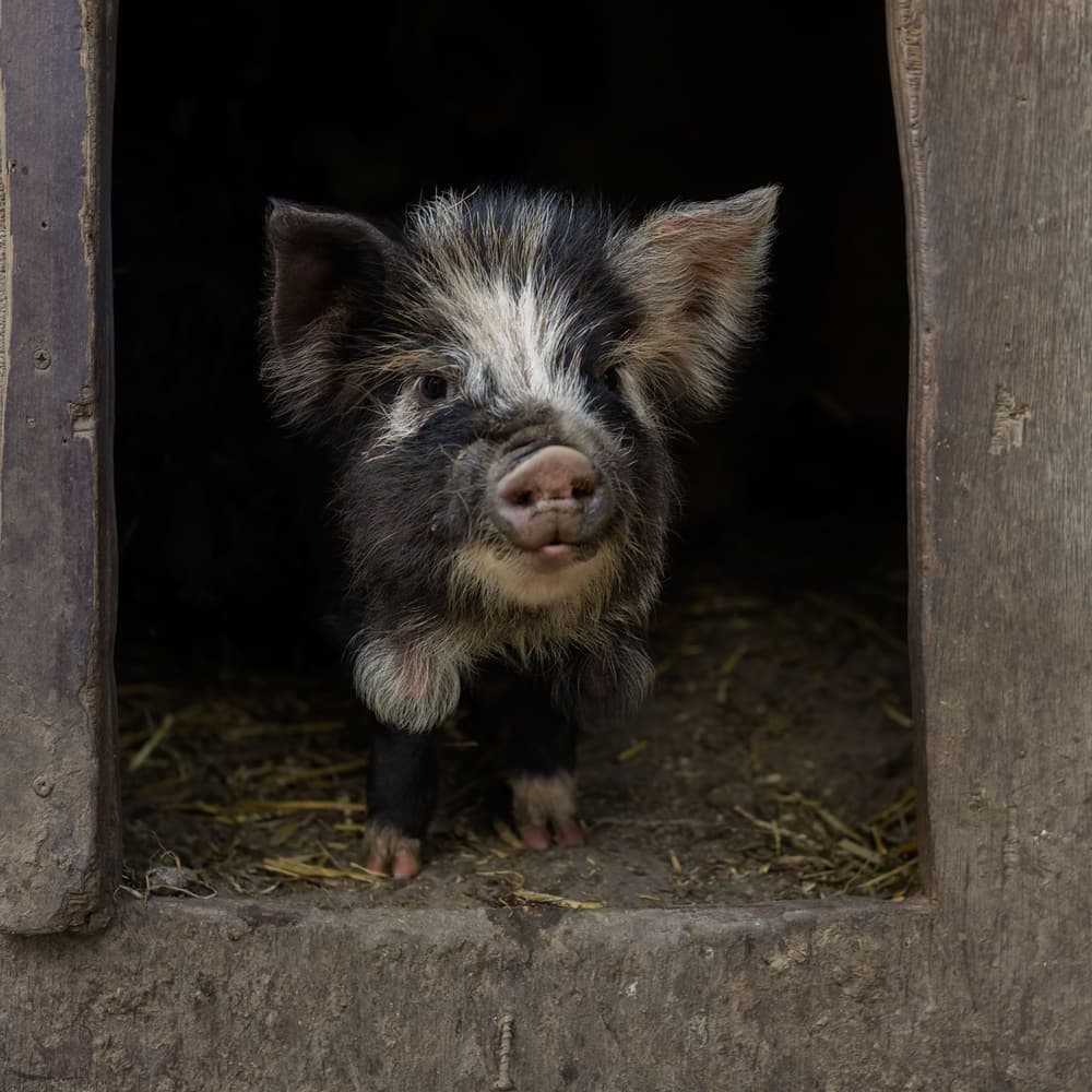 Curious Little Piglet by Gert van den Bosch — canvas wall art
