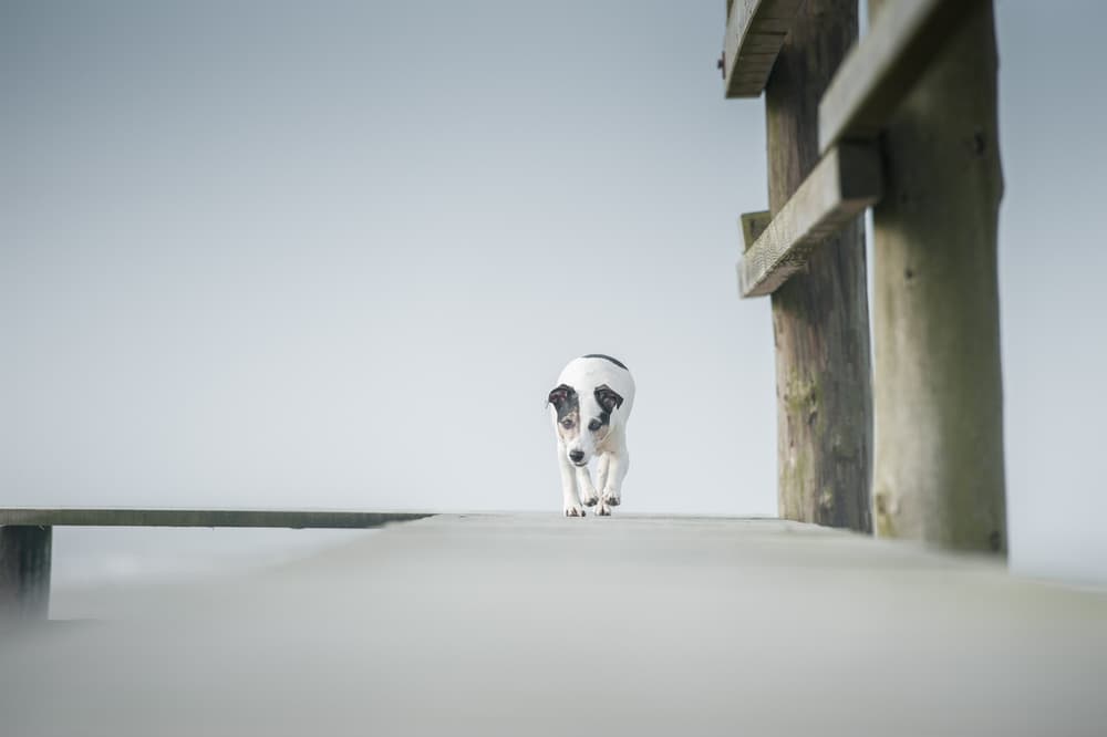 Dog Walking Misty Pier by Heike Willers — canvas wall art